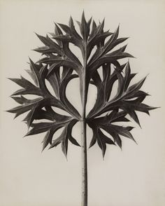 Karl Blossfeldt Eryngium bourgatii. Bourgatis Eryngo Before 1928 Albert Renger Patzsch, Karl Blossfeldt, Natural Form Art, Vision Photography, Digital Museum, Plant Photography, Trendy Flowers, Natural Forms, White Photo