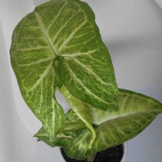 a green leafy plant in a white pot