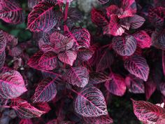 purple and red leaves are growing in the garden