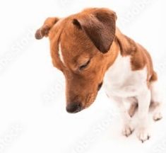 a small brown and white dog sitting on top of a white floor with its eyes closed