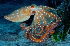 an octopus sitting on the ocean floor with its head in it's mouth and eyes open