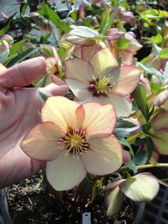 a hand is holding some flowers in a pot