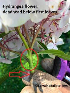 a hand holding a flower with the words hydrangea flower dead head below first leaves