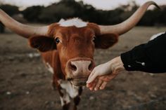 a brown and white cow standing on top of a field next to a person's hand