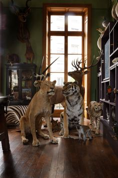 two taxidermy lions and one tiger in front of a window with antlers on the windowsill