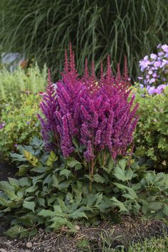 purple flowers are blooming in the garden