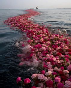 pink flowers floating on top of the ocean