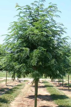 a small tree in the middle of a field with many trees on both sides and dirt roads