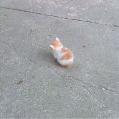 a small orange and white kitten walking across a street