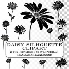 daisy silhouette clipart on transparent background with black and white daisies in the center