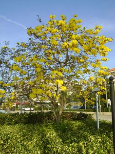 a tree with yellow flowers is in the middle of a sidewalk and some street signs