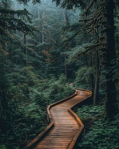 a wooden path in the middle of a forest