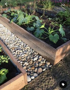 a garden filled with lots of different types of plants and rocks next to each other