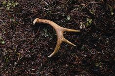 an animal's antler lying on the ground covered in brown grass and weeds