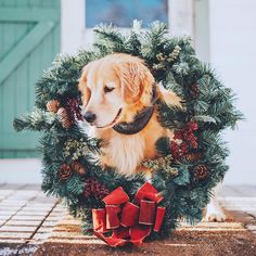 a golden retriever dog sitting in front of a wreath with pine cones and red bows