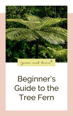 a book cover with the title beginner's guide to the tree fern