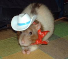 a brown and white rat with a hat on it's head