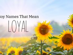 sunflowers in a field with the words baby names that mean loyal