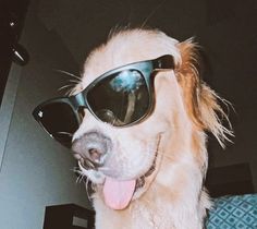 a dog wearing sunglasses with its tongue hanging out