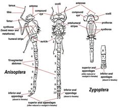 an image of the anatomy of two different types of skeletal animals and their skeleton structure