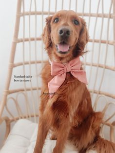 a brown dog wearing a pink bow tie sitting on a white cushion in front of a wicker chair