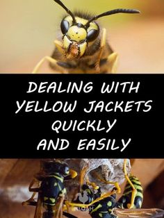 two yellow jackets sitting on top of each other with the words dealing with yellow jackets quickly and easily