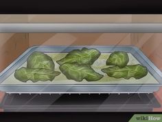 lettuce growing in an oven on a tray