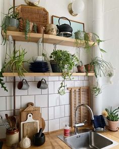 a kitchen filled with lots of potted plants on top of wooden shelves above a sink