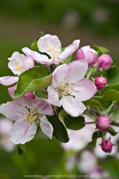 pink and white flowers blooming on an apple tree