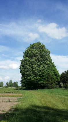 a large green tree sitting in the middle of a lush green field under a blue sky