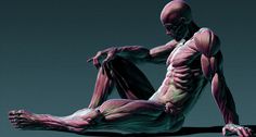 Zbrush 3d anatomy for sculptors - Google Search Muscular Anatomy, Anatomy Images, 3d Anatomy, Human Body Drawing, Man Anatomy, Anatomy Sculpture, Male Pose Reference, Human Body Anatomy, Human Anatomy Drawing