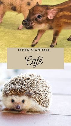 an image of two animals that are in front of the words japan's animal cafe