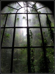 an open window with vines growing out of it's sides and the sun shining through