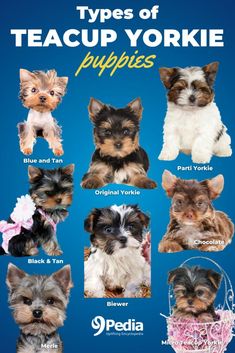 Teacup Yorkie Puppies: Price, Lifespan, and Care Basics #teacupyorkie #toyyorkie #teacuppuppies #yorkiepuppies Yorkie Puppy Training, Yorkie Puppy Care, Micro Teacup Yorkie, Teacup Dog Breeds, Toy Yorkie, Poodle Mix Breeds, Teacup Yorkie For Sale, Micro Teacup Puppies