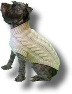 a small dog wearing a sweater sitting down