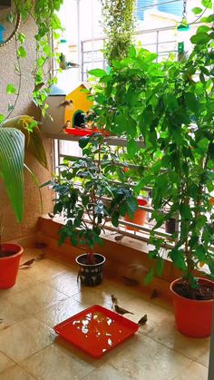 several potted plants are sitting on the floor in front of a window with bird feeders