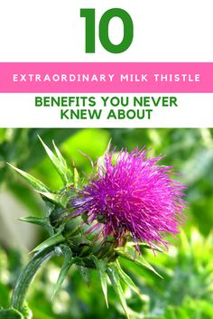 What Is Milk Thistle Good For, Harvesting Milk Thistle, Thistle Medicinal Uses, Milk Thistle Benefits Side Effects, Health Benefits Of Milk Thistle, Milk Thistle For Liver, How To Use Milk Thistle, Milk Thistle Tincture Diy, Sow Thistle Benefits