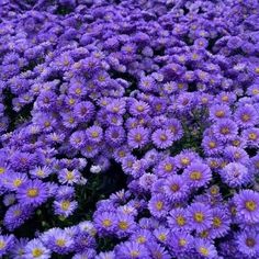 many purple flowers with yellow centers are in the middle of a field, and there is no image here to provide a caption for