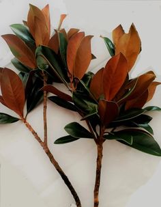 two branches with green and red leaves on top of a white cloth covered tablecloth