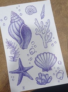 a drawing of seashells and starfish on paper