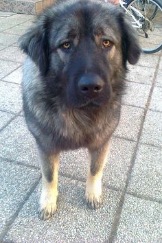 a black and brown dog standing on top of a stone floor next to a bike