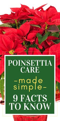 poinsettia care made simple 9 acts to know