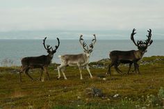 three deer are walking in the grass by the water's edge with their antlers spread out