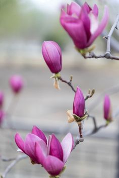 pink flowers are blooming on a tree branch