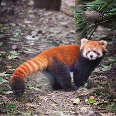 a red panda standing on the ground next to a tree