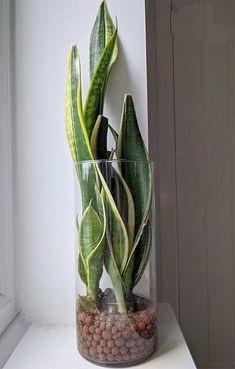 a plant in a glass vase sitting on a window sill