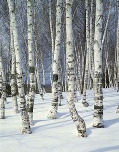 snow covered trees in the middle of a snowy forest filled with lots of white birch trees