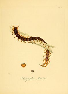 a drawing of a caterpillar on the ground