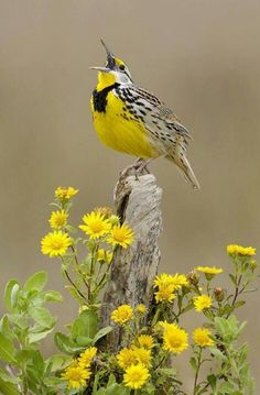 a yellow and black bird sitting on top of a wooden post next to flowers in a field