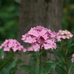 pink flowers are blooming in front of a tree